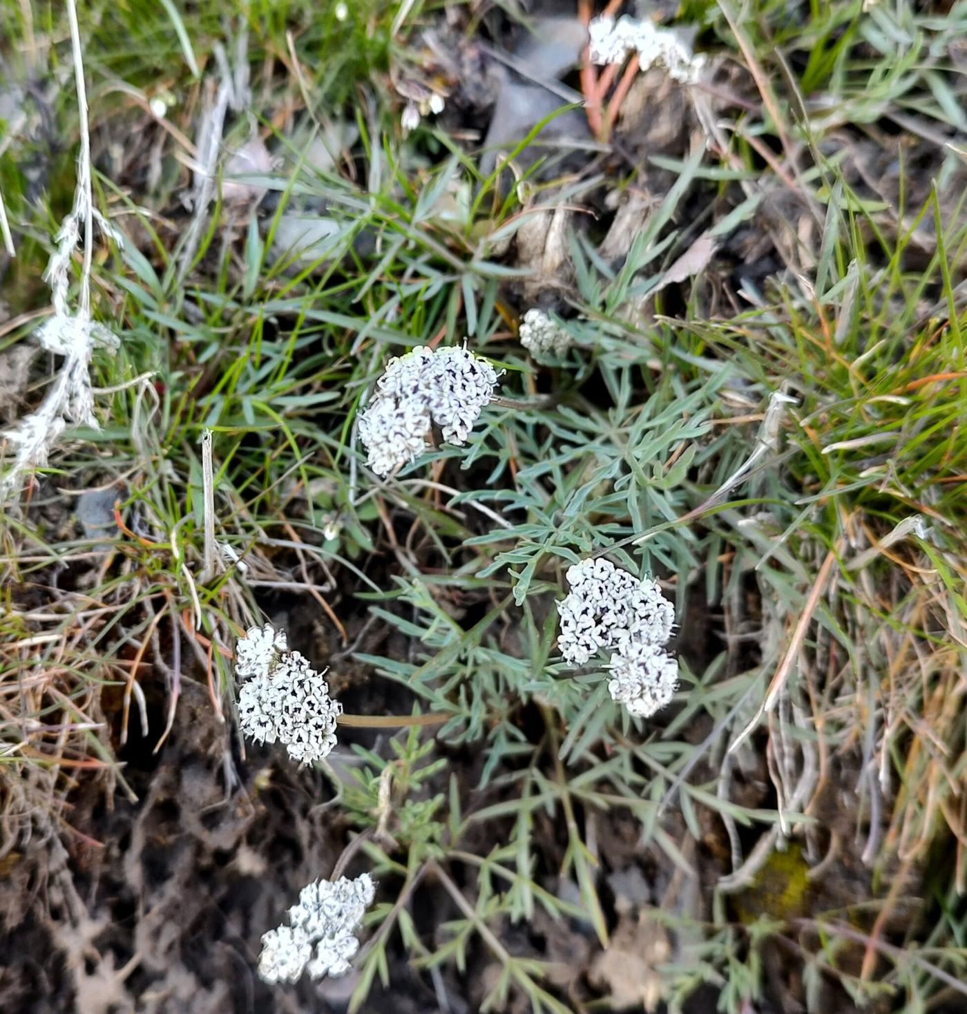 Apiaceae image